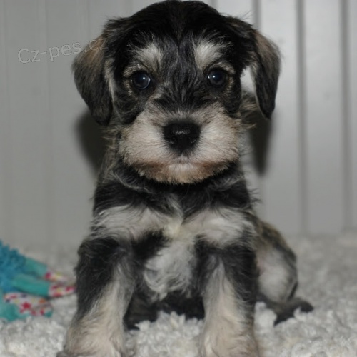 �t��ata mal�ch kn�ra�� k adopci.