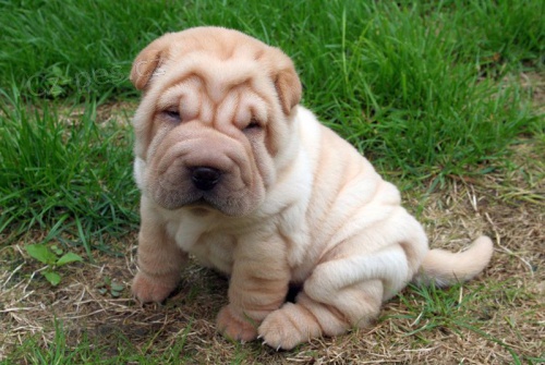 Prod�m ��nsk� mini shar pei �t��ata.