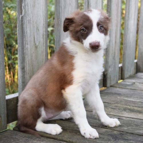 Prod�m o�kovan� a zdrav� �t��ata border kolie