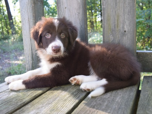 Prod�m �t��ata border kolie