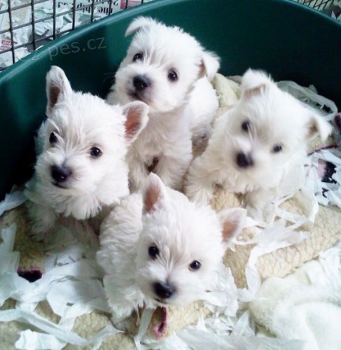 Prod�m o�kovan� mini �t��ata West Highland White Terriers