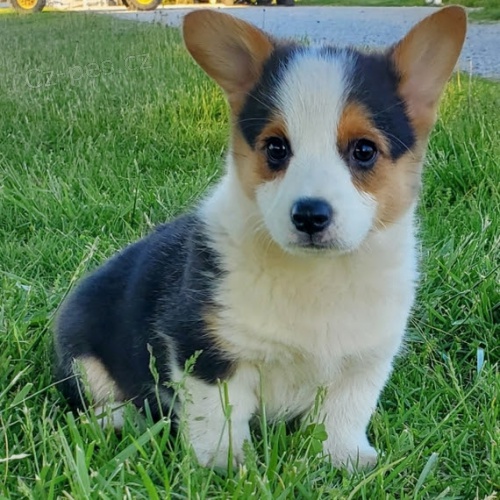 Prod�m �t��ata Pembroke Welsh Corgi.