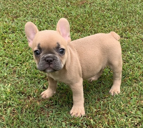 Prod�m o�kovan� a od�erven� �t��ata francouzsk�ho buldo�ka.