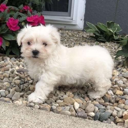 Prod�m mini �t���tka malt�z�ka.