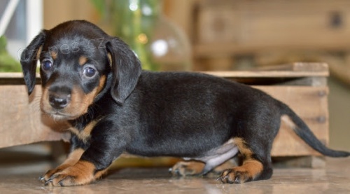 Prod�m zdrav� �t��ata jezev��k�