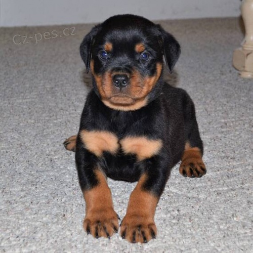 Prod�m �t��ata rotvajlera