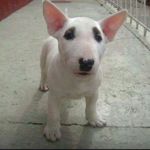 Prod�m o�kovan� �t��ata bulteri�ra.