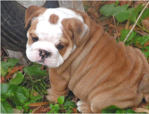 prod�m o�kovan� miniaturn� �t��ata Anglick�ho buldo�ka