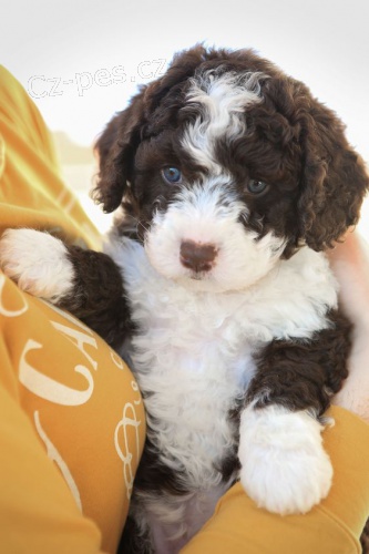 Prod�m kr�sn� �t��ata portugalsk�ho vodn�ho psa.