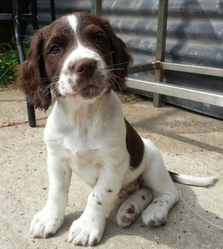 Prod�m o�kovan� �t��ata anglick�ho �pringr�pan�la