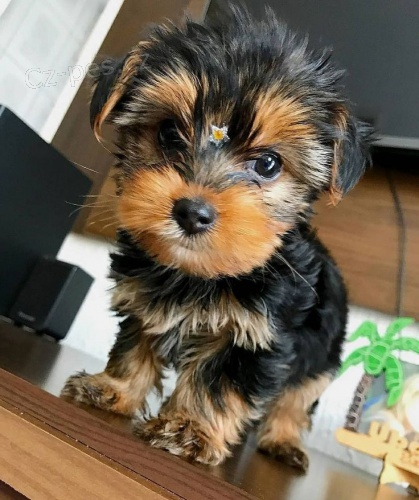 Prod�m �t��ata jork��rsk�ho teri�ra