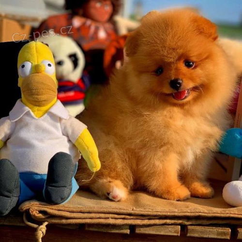 Prod�m �t��ata Pomskies