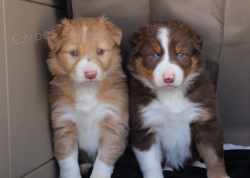 Prod�m �t��ata border kolie