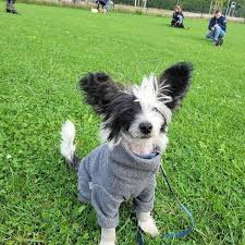 Prod�m �t��ata ��nsk�ho chocholat�ho plemene