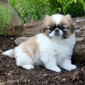 tata pekinz na prodej