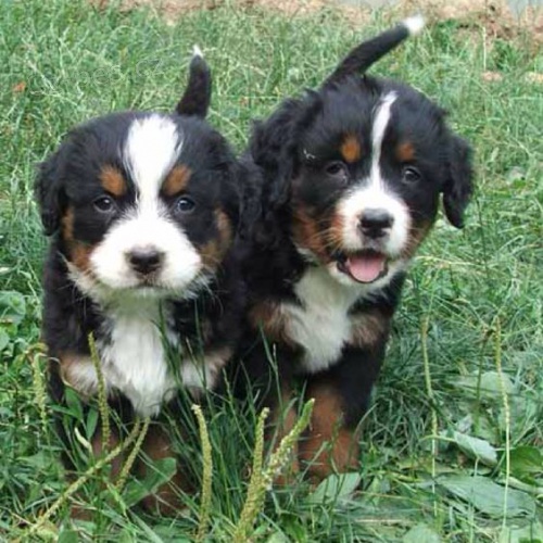 Kr�sn� �t��ata bernsk�ho sala�nick�ho psa k dispozici a p�ipravena k prodeji.