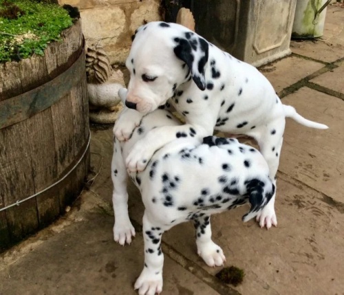 Prod�m �t��ata dalmatin�.