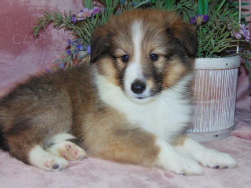 Prod�m �t��ata SHELTIE.