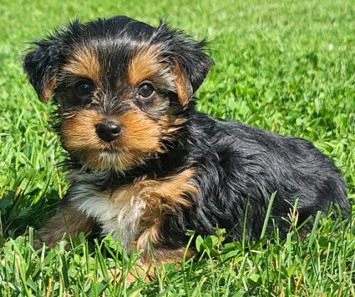 Prod�m zdrav� �t��ata yorkie.