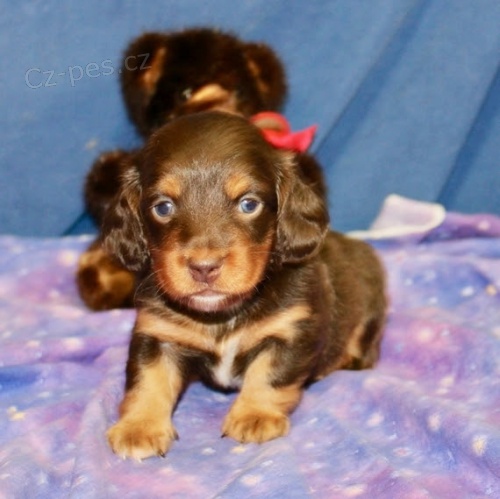 Prod�m �t��ata trpasli��ch dlouhosrst�ch jezev��k�.