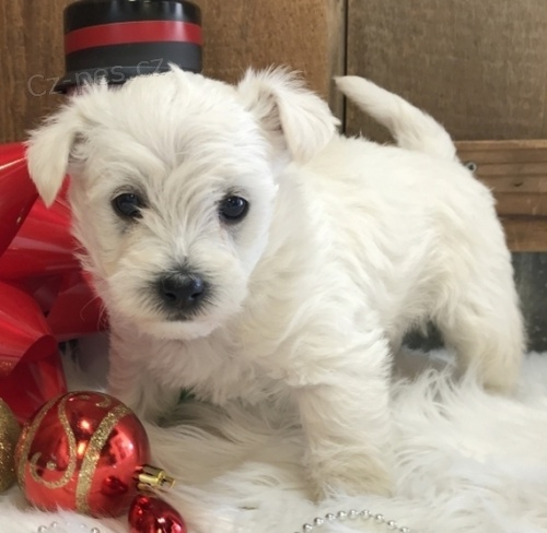 Prodm tata West Highland White Terriers