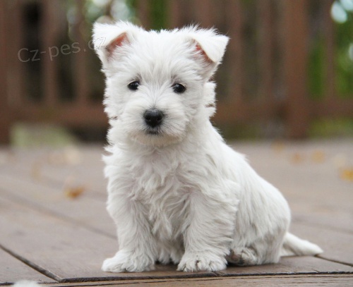 Prodm tata Mini West Highland White Terriers(Westiti).