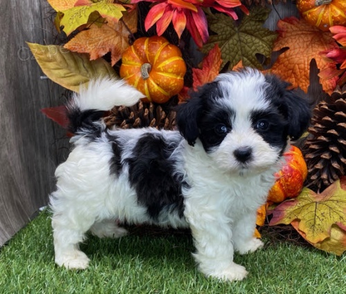 Prod�m kr�sn� a o�kovan� �t��ata havanese.