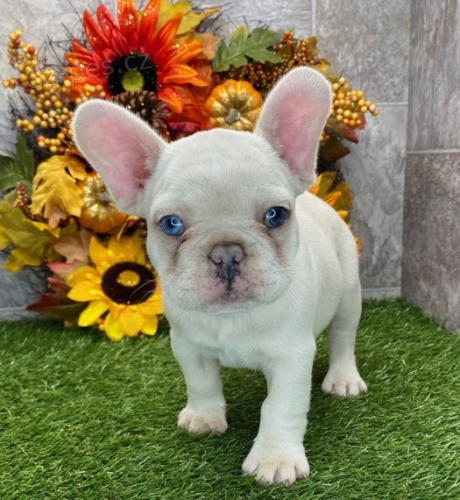 Prod�m �t��ata francouzsk�ho buldo�ka.