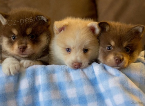 Prodm tata Pomskies (kenec sibisk husky a pomeranian)