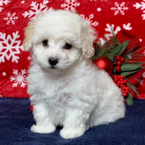 Prod�m o�kovan� �t��ata Bichon-Poo.