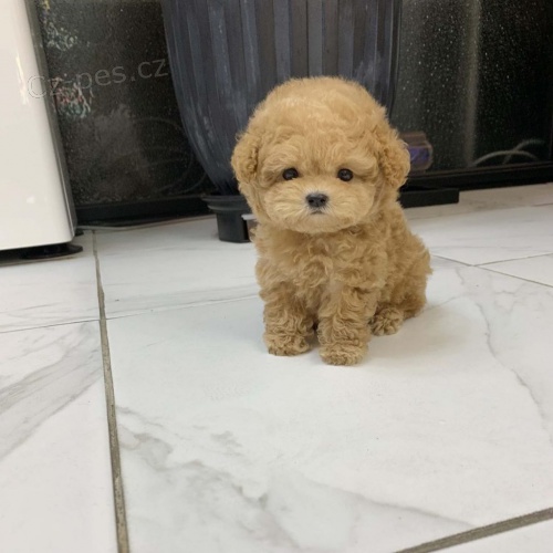 Prod�m mini o�kovan� �t��ata pudla.