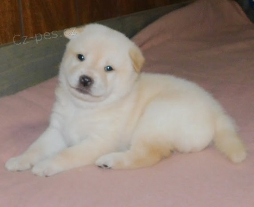 Prod�m �t��ata Shiba inu