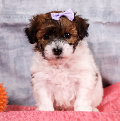 Prod�m �t��ata Bichonpoo.