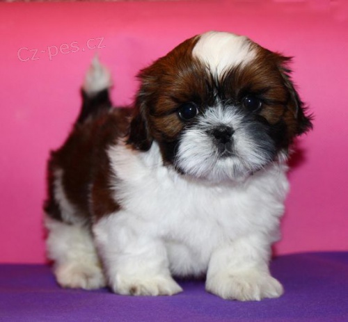 Prod�m �t��ata SHIH TZU