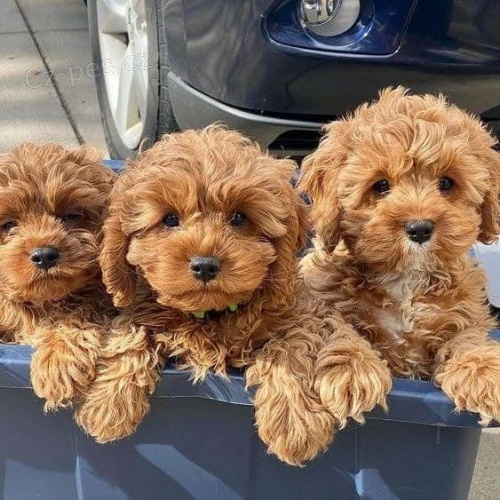 Prozrad� �t��ata pudl�.