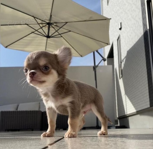 Prozrad� �t��ata �ivavy.