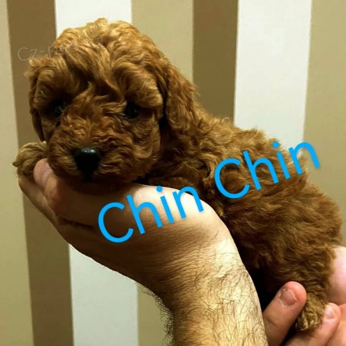 �erven� pudl �t��ata