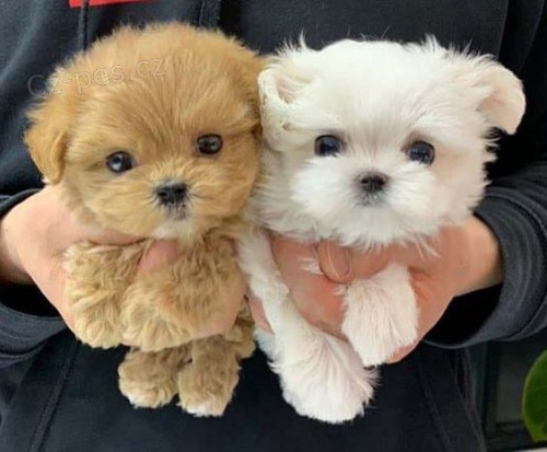 Prod�m o�kovan� a od�erven� �t��ata mini pudla.