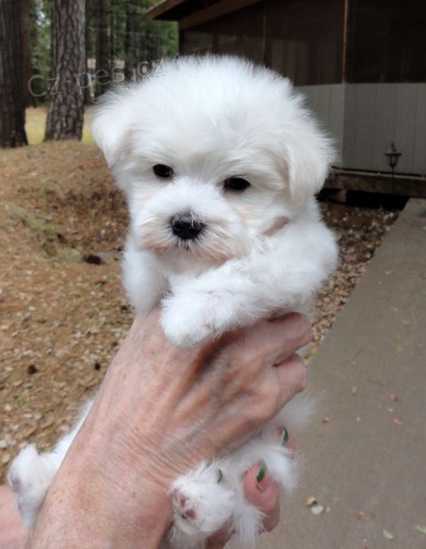 Prod�m �t��ata bi�onka.