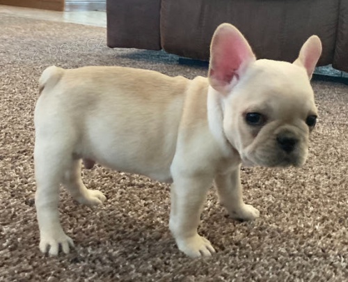 Prod�m �t��ata francouzsk�ho buldo�ka.