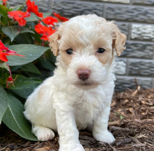 Prod�m o�kovan� a od�erven� mini �t��ata bi�onka poo