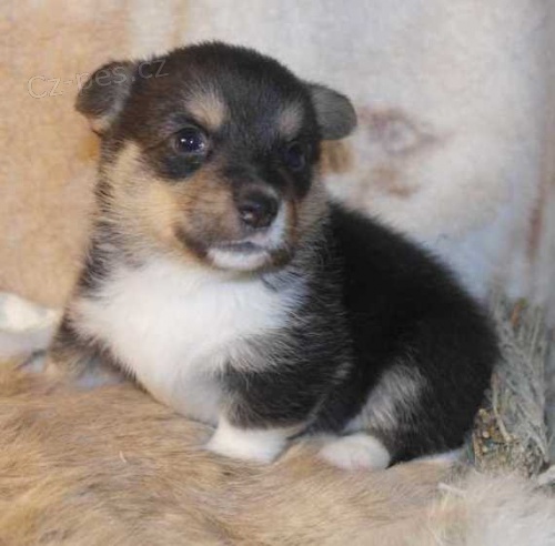 Prod�m mini �t��ata Welsh Corgi Pembroke.