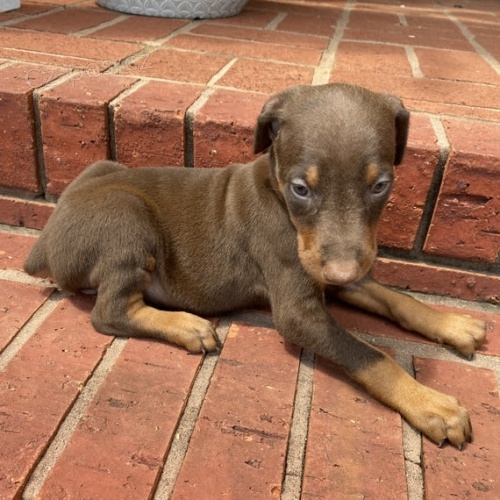 Prod�m o�kovan� a od�erven� �t��ata dobrmana mini pin�e.