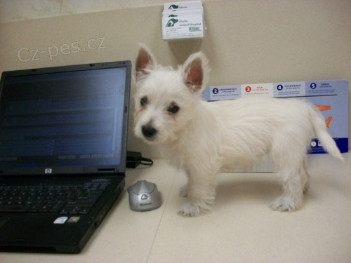 Prod�m �t��ata West Highland White Terriers