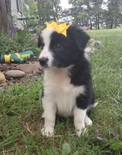 Prod�m zdrav� a o�kovan� �t��ata border kolie