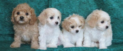 Prod�m �t��ata CAVACHONA.