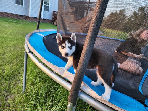 tata sibiskho huskyho k adopci zdarma.