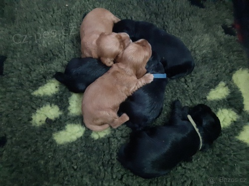 Anglick� kokr�pan�l