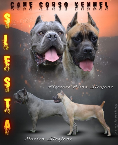 Cane Corso TOP �t��ata na prodej