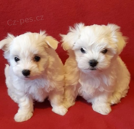 Kr�sn� malt�tina �t��ata